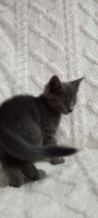 Милая кошечка. Отдадим в добрые ручки.