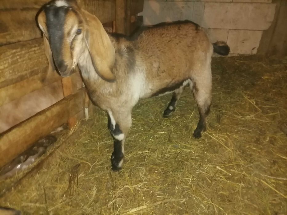 Vând țăpișor anglonubian