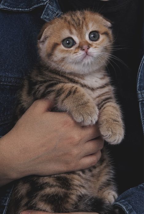 Шикарные шотландцы! Котята скоттиш фолд