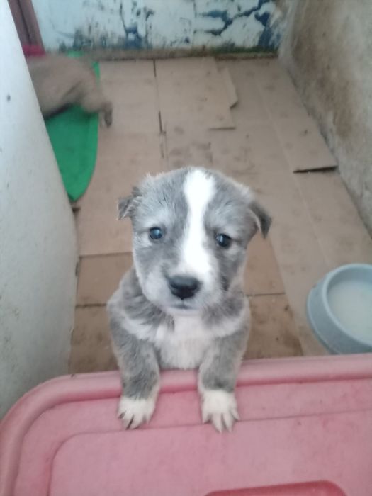 Щенки девочки ищут дом