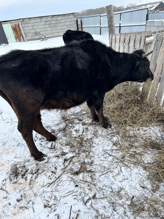 Корова и быки продам