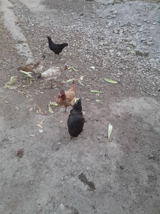 Qora uy tovuqlari