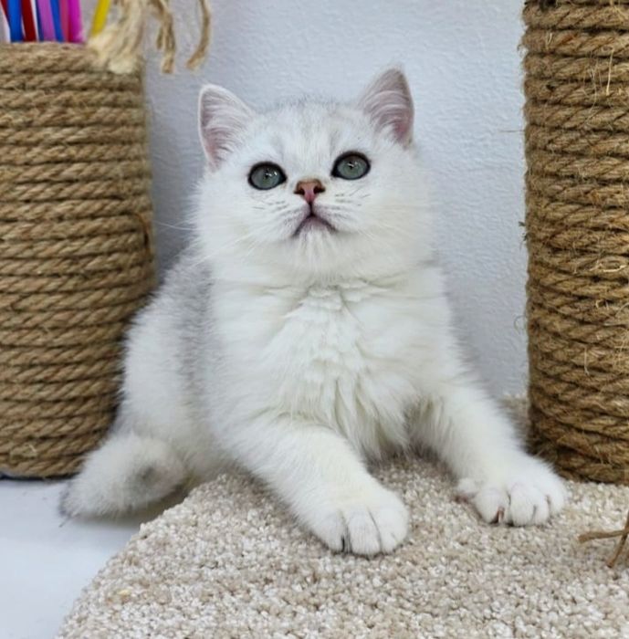 Котики серебро шиншилла 3 мес