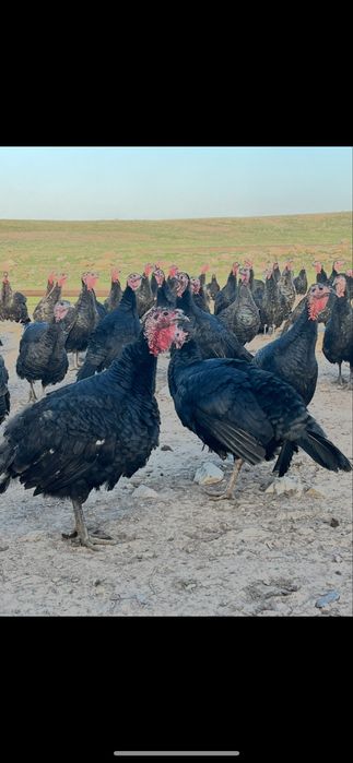 Яйцо индюка Полугибрид