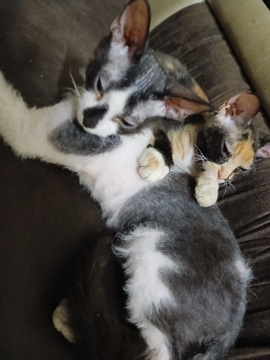 Котята сфинкс Браш