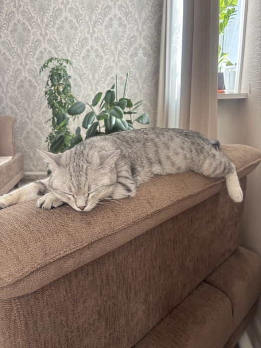 Кошка шотландка, красивая