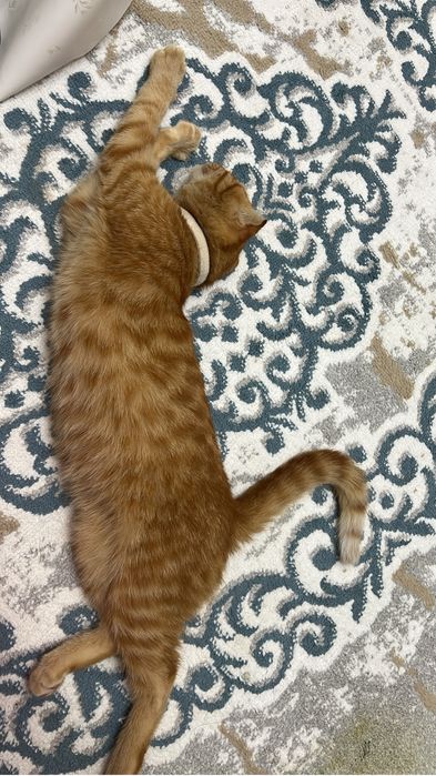 Продам Вислоухий шотландский кот