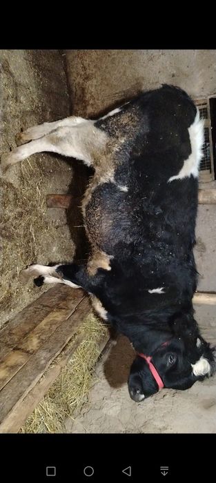 Гунажин сотилади