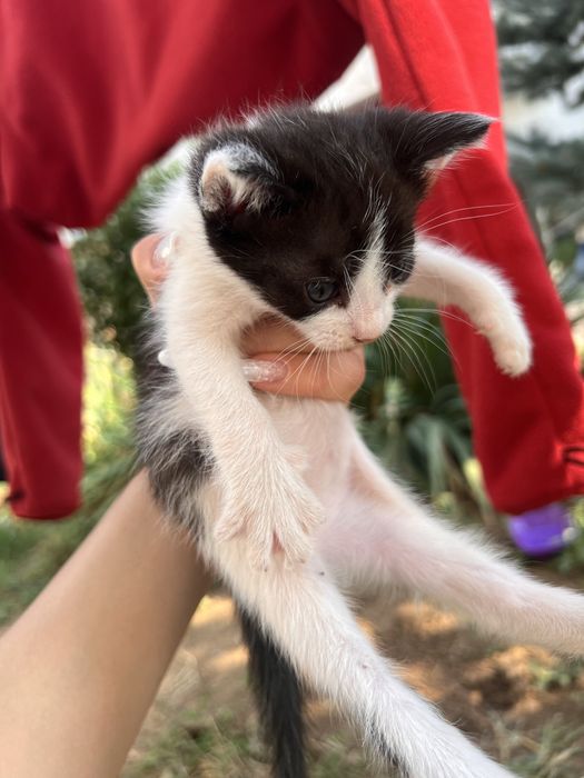 Adoptie pisicute