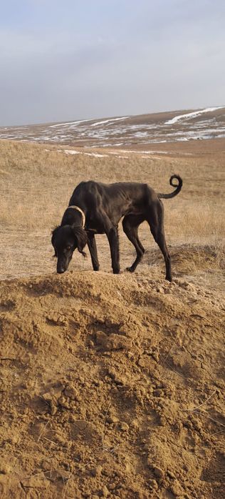 2 жасар арлан тазы