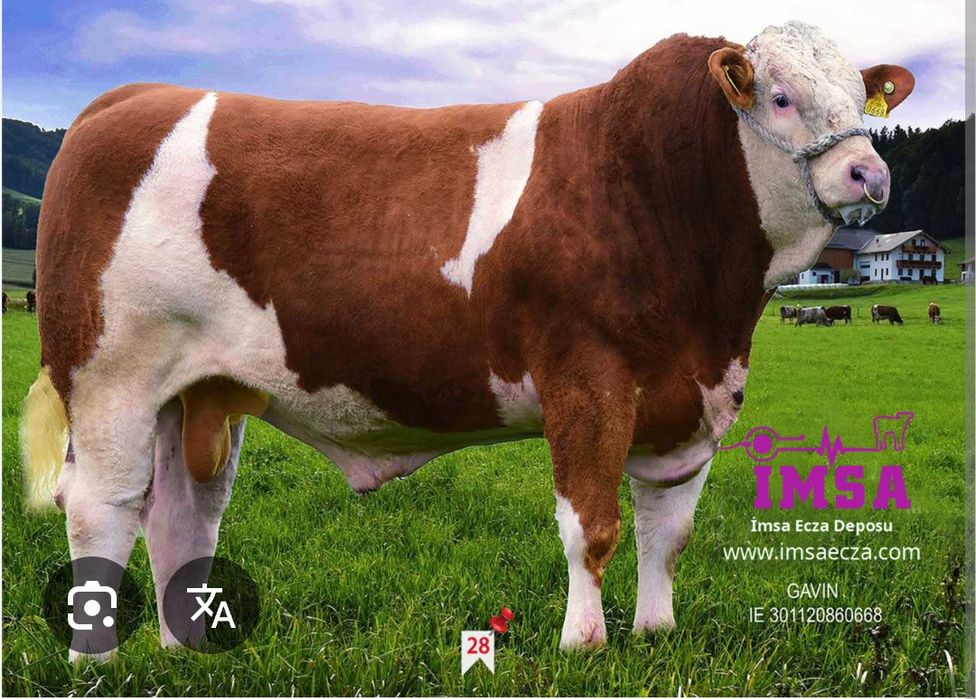 Sut emdi smental buzoqlar sotiladi