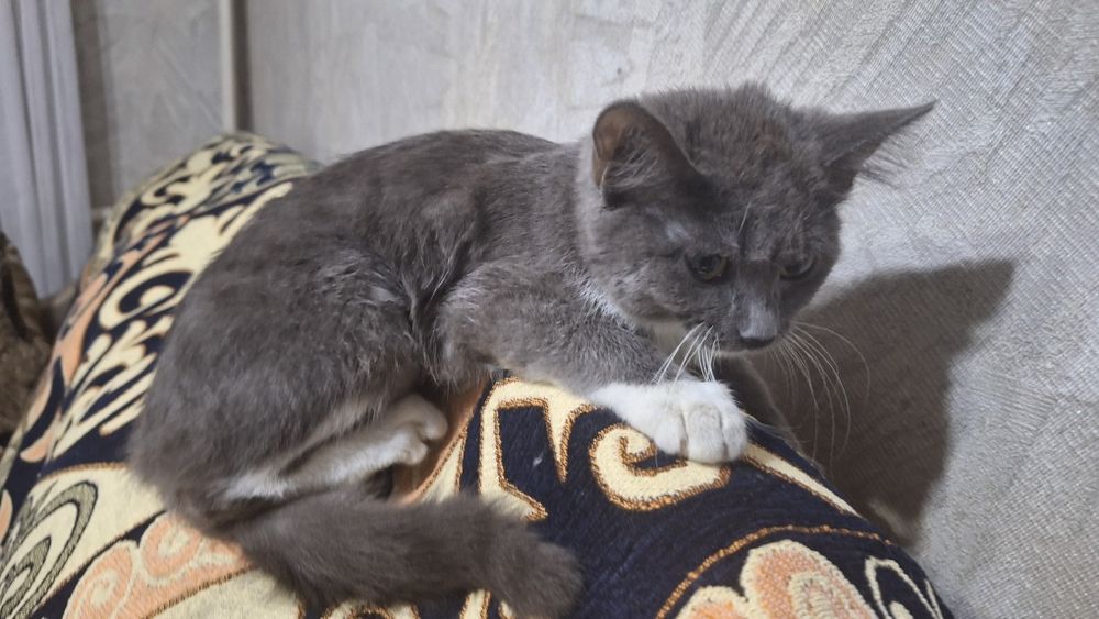 Маленький котёнок ищет дом