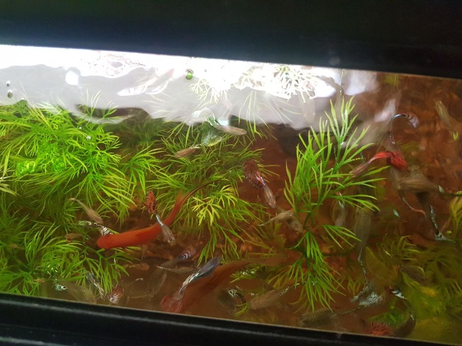 Guppy de vanzare
