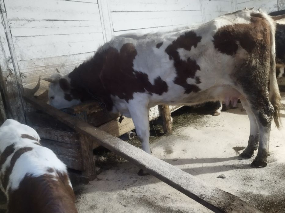 Vând junica cu tot cu vitel