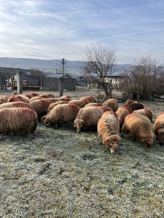 Vand oi tinere genstante