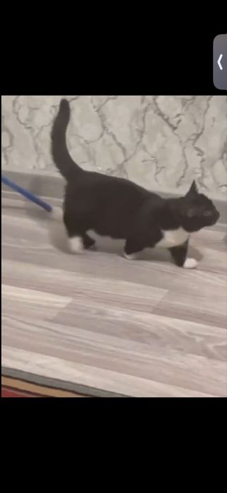 Продам кошку манчкин