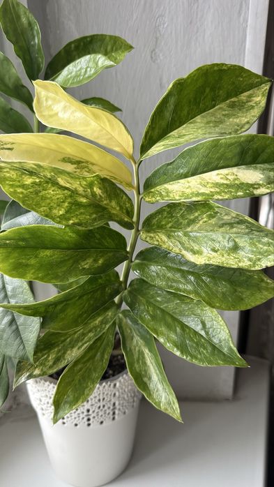 Замиакулькас Long Leaf Variegata – укоренённые листики