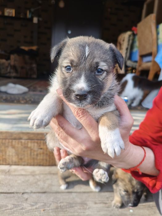 Отдам щенков в добрые руки!!!