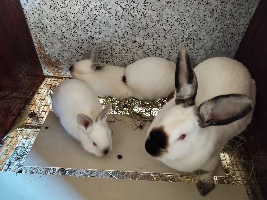 Крольчата калифорния 150.000 сум. Кролики. Куён Кролики