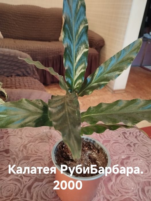 Продам комнатные растения