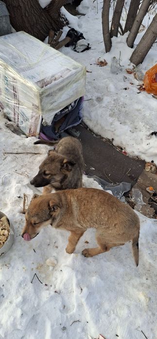 Щеночки ищут свою маму.