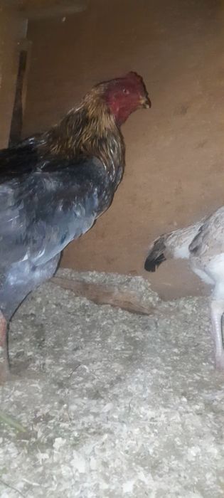 Дакан мошный зат шөже қораз