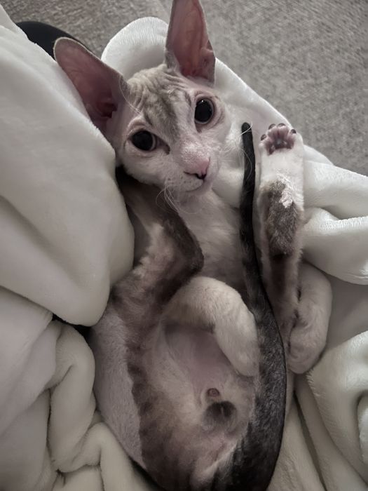 Объявление о вязке кота