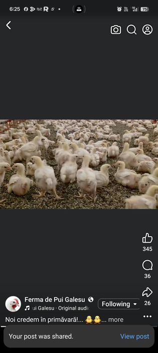 Pui rasa mixta Kabir vacinati