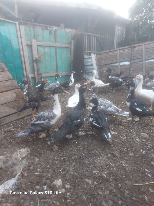 Индаутки продаётся
