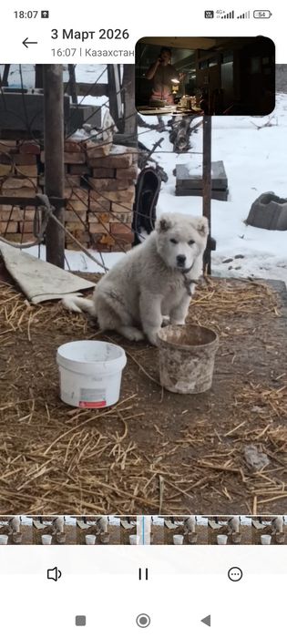 Щинок кавказская овчарка девочка
