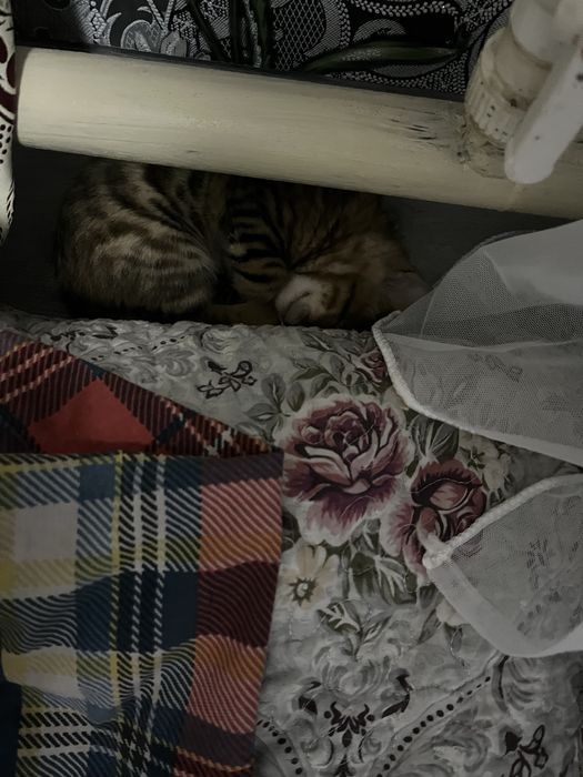 Котенок бенгал  бронь