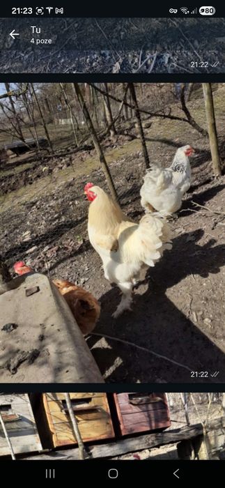 Vand un Cocos si  2 gaini rasa  BRAHMA din anul 2025.