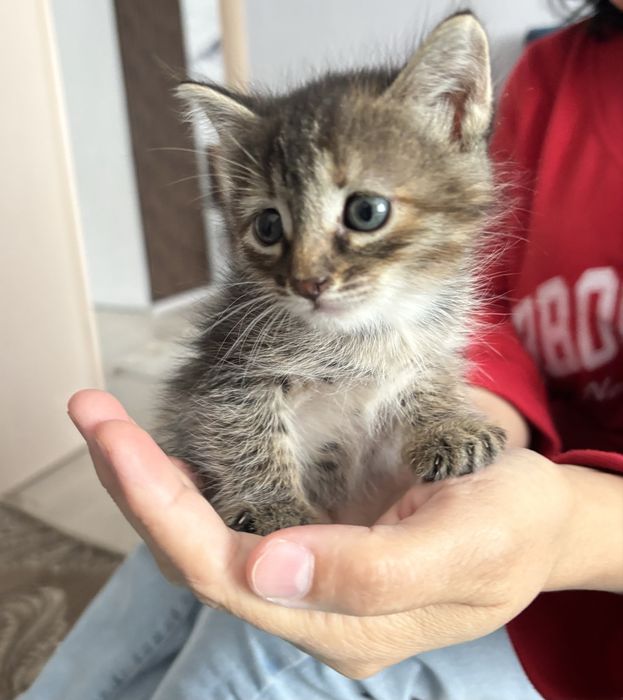 Котята в хорошие руки