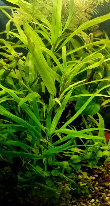 Аквариумные растения