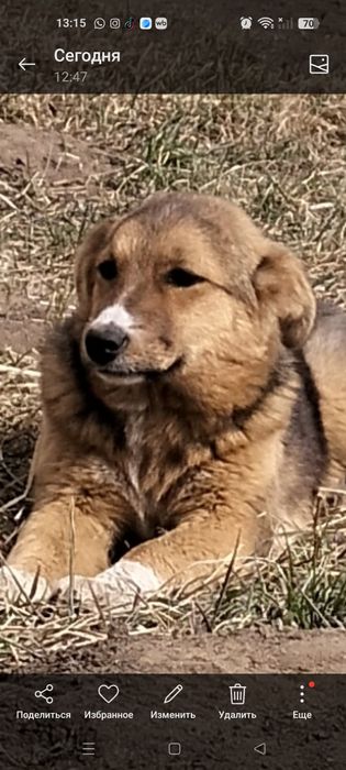 Девочка - красавица,умняшка,обояшка!!!