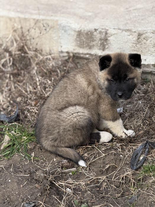 Америкаска акита кученца мъжки и женски