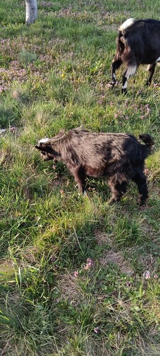 Ied Sannen de vânzare