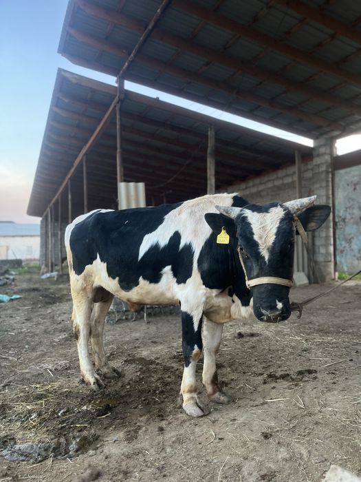 Еркек бұқа сатылады