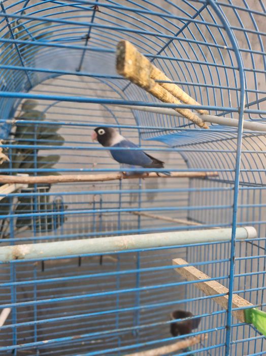 Papagali nimfe de vanzare.