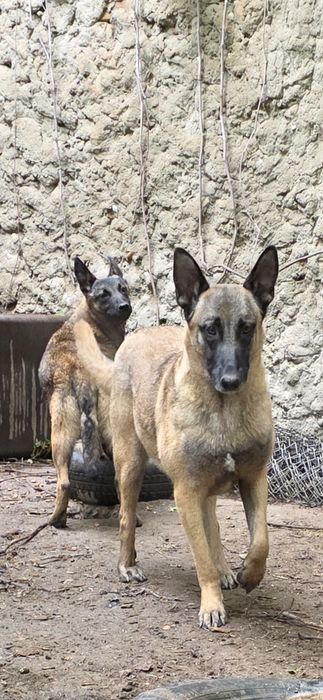 Belgian Malinois