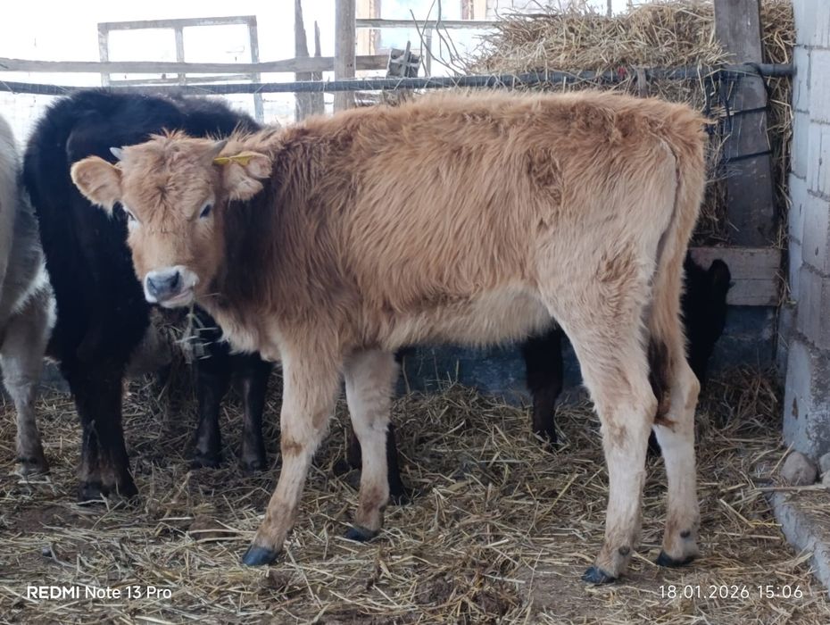 Бузаулар сатылады