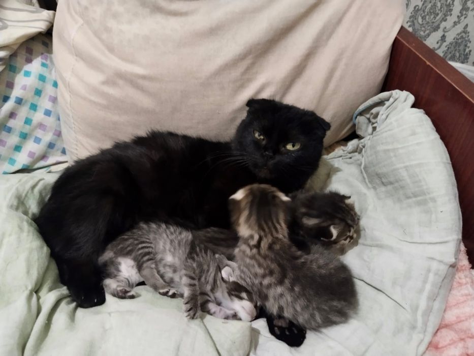 А там красивых котят