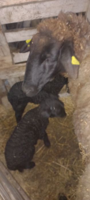 Miei de vânzare Cap negru de Teleorman