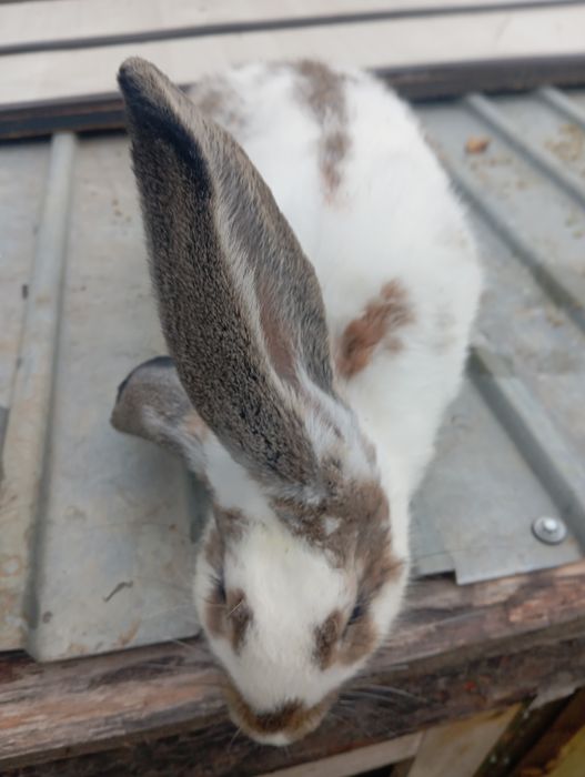 Продам  взрослых кроликов.