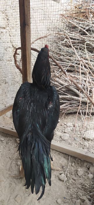 Дакан хуроз сотилади.