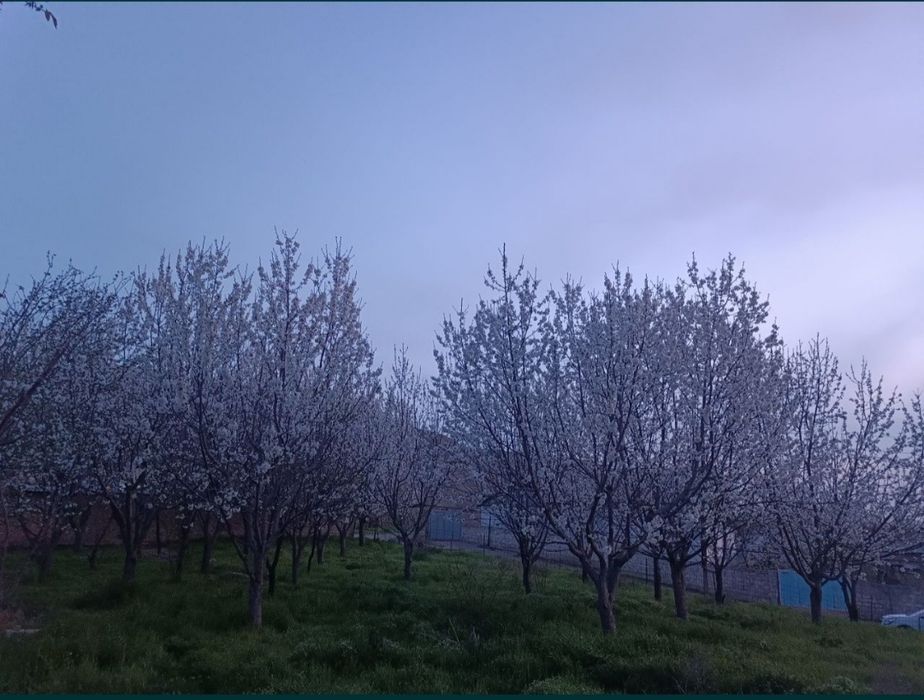 Yer sotiladi 30 sotik