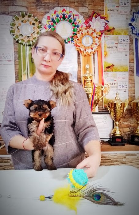 Щенки йоркширский терьер