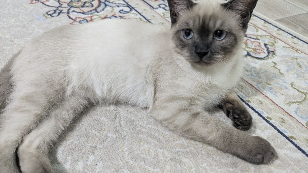 Кот 4 месяца лалоклк