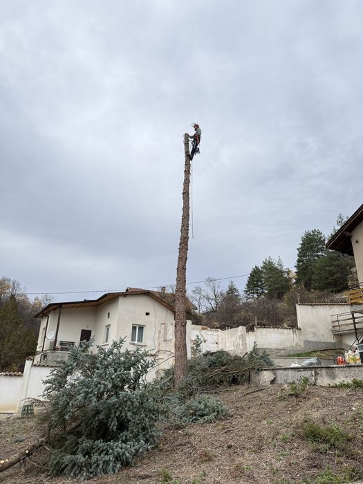 Рязане на опасни дървета в Гр.София  и обл. София