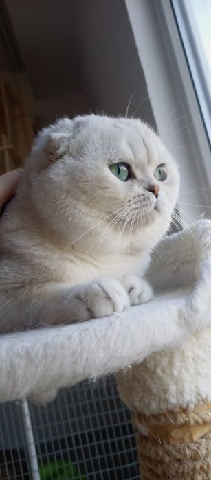 Pisoi pentru a avea pui minunați-Scottish fold